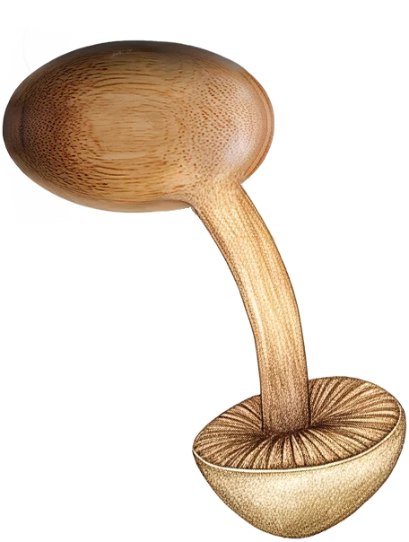 Wilde Weide Festival cart