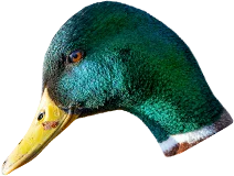 Wilde Weide Festival duck head