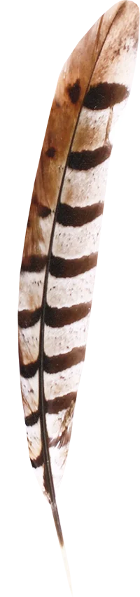 Wilde Weide Festival feather