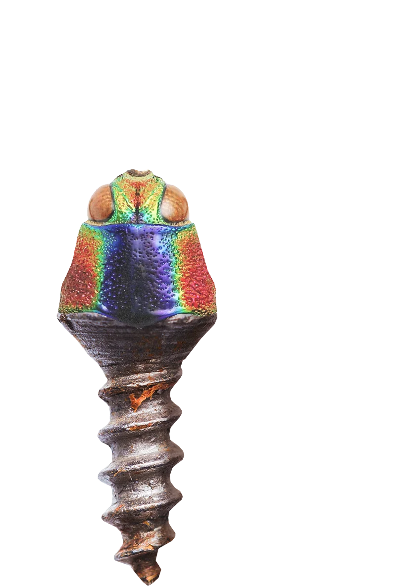 Wilde Weide Festival screw