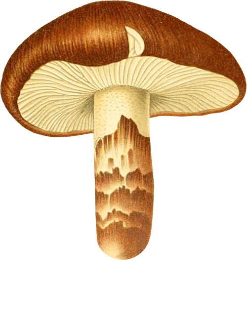 Wilde Weide Festival shroom