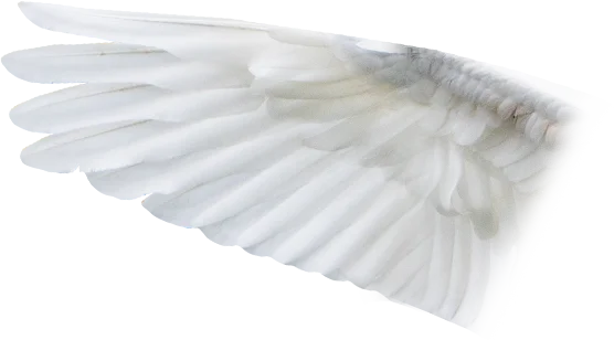 Wilde Weide Festival viewmaster2