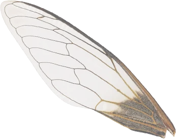 Wilde Weide Festival wing