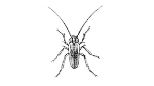 Wilde Weide Festival - Ww26 artiesten format website + creatieve partijen (5)